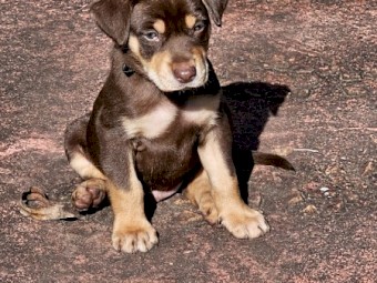 Pure-bred Red and Tan Kelpie Puppies 