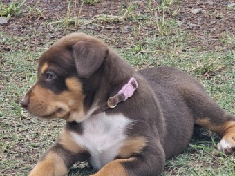 Pure-bred Red and Tan Kelpie Puppies 