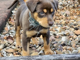 Pure-bred Red and Tan Kelpie Puppies 
