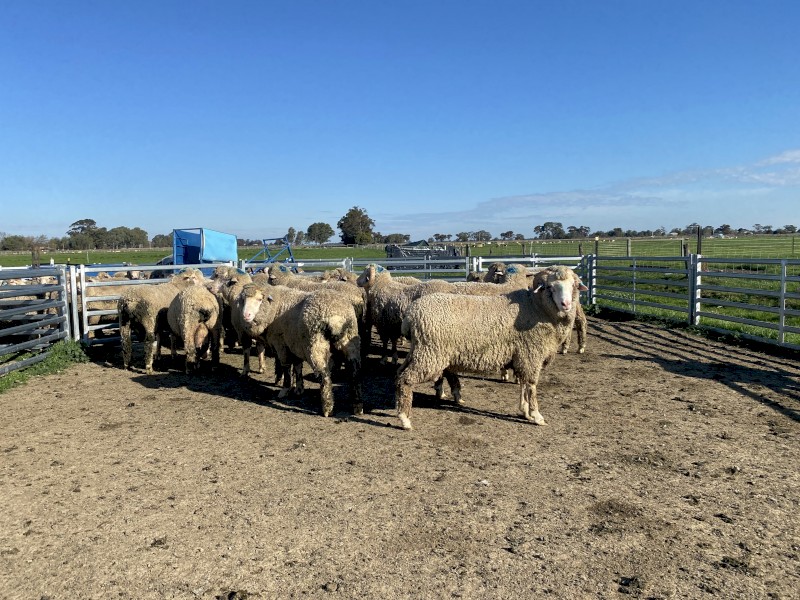 20 x Merino Rams