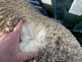 20 x Merino Rams