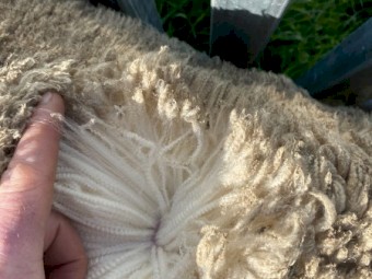 20 x Merino Rams