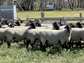 Suffolk Flock Rams