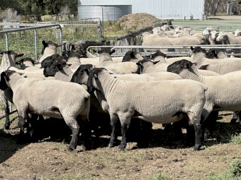 Suffolk Flock Rams