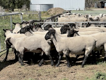 Suffolk Flock Rams