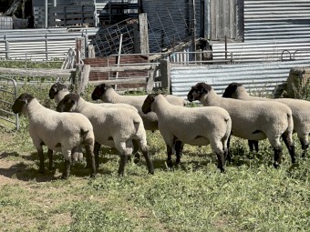 Suffolk Flock Rams