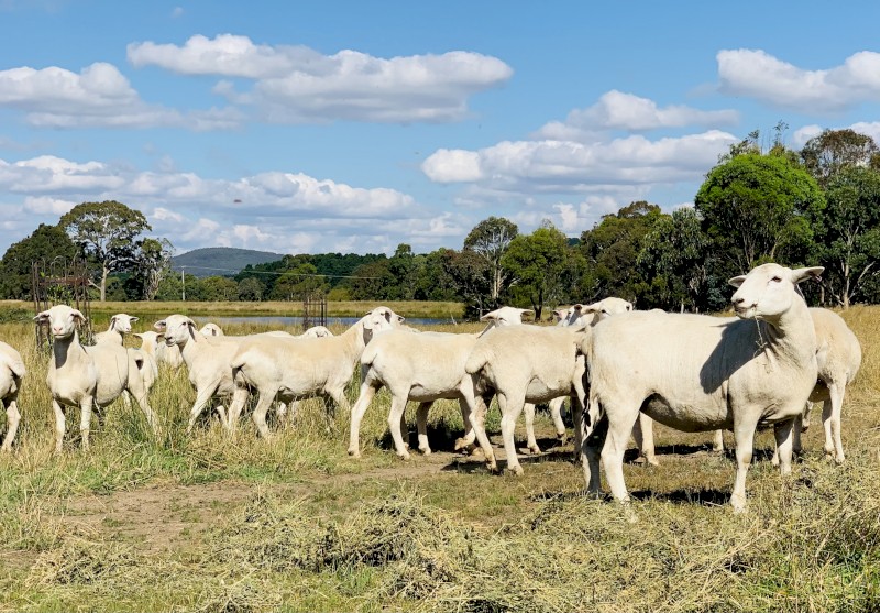 Australian White Sheep and Rams 