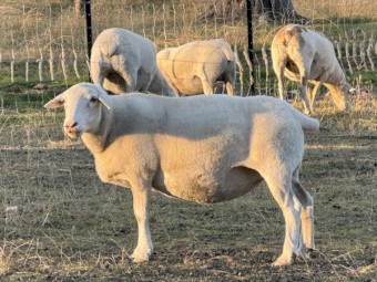 Australian White Sheep and Rams 