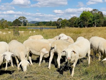 Australian White Sheep and Rams 