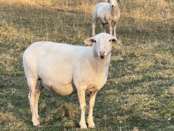 Australian White Sheep and Rams 