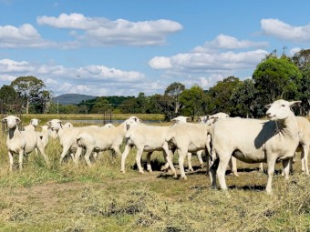 Australian White Sheep and Rams 