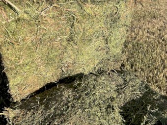 600mt Vetch Hay 640kg 8x4x3 Bales