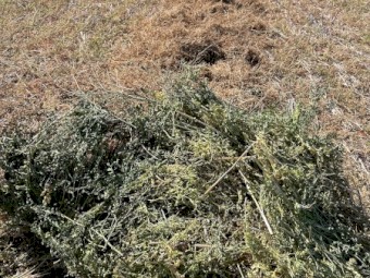 600mt Vetch Hay 640kg 8x4x3 Bales