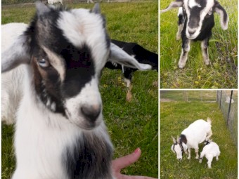 Pygmy goats _ kids _ bucklings 