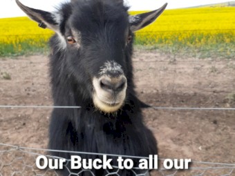 Pygmy goats _ kids _ bucklings 