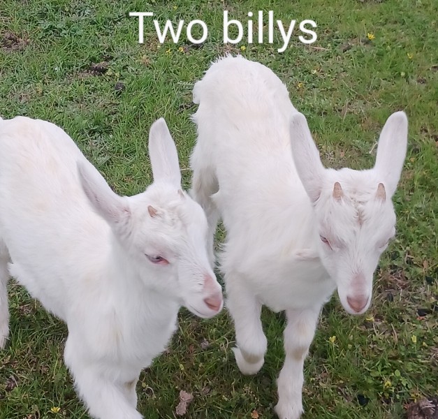 3 purebred saanen billy and doe kids
