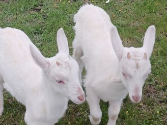 3 purebred saanen billy and doe kids