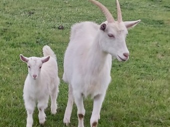 3 purebred saanen billy and doe kids
