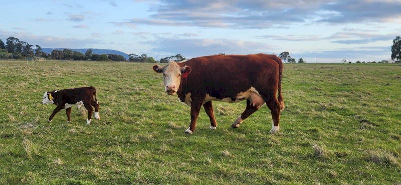 Poll Hereford Cows with calves at foot
