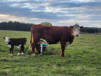 Poll Hereford Cows with calves at foot