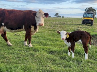 Poll Hereford Cows with calves at foot