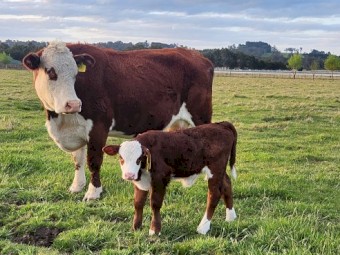 Poll Hereford Cows with calves at foot