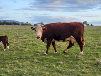 Poll Hereford Cows with calves at foot