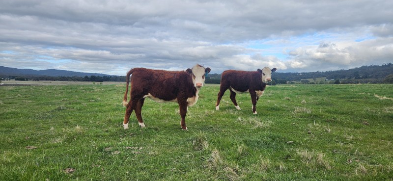 Poll Hereford Heifers