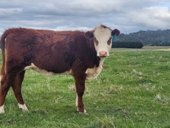 Poll Hereford Heifers