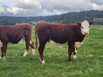 Poll Hereford Heifers