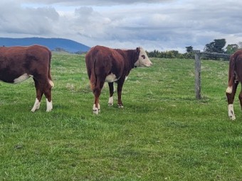 Poll Hereford Heifers