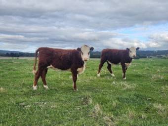 Poll Hereford Heifers