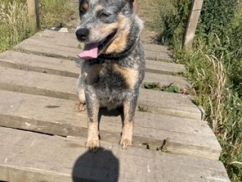 Home wanted for Cattle dog