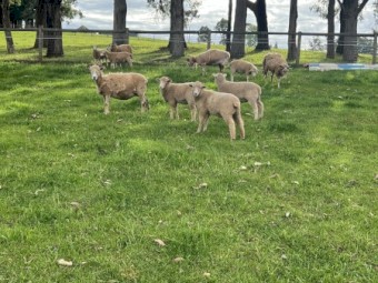 Dorpa/Wiltshire Lambs and Ewes