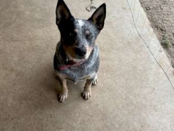 Cattle Dogs x 2