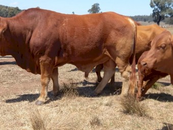 Working Purebred Droughtmaster Bull