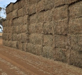 100mt Vetch Hay 650-670kg 8x4x3 Bales (New Season 24/25)