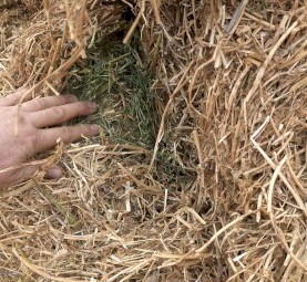 100mt Vetch Hay 650-670kg 8x4x3 Bales (New Season 24/25)