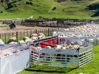 NZ made portayards set for 1000 head. lightweight alloy yards