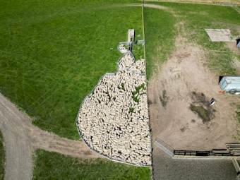 NZ made portayards set for 1000 head. lightweight alloy yards