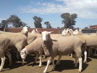 Border Leicester Rams