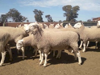 Border Leicester Rams