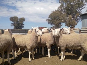 Border Leicester Rams