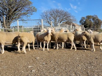 White Suffolk Rams