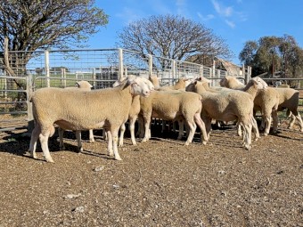 White Suffolk Rams