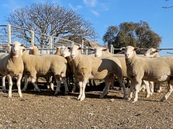White Suffolk Rams