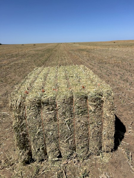Canola Hay 650kg 8x4x3   (New Season 2024)