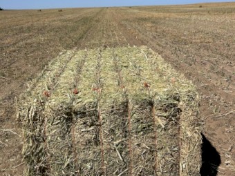 Canola Hay 650kg 8x4x3   (New Season 2024)