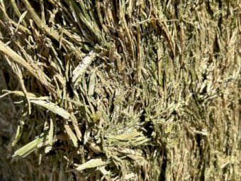 Canola Hay 650kg 8x4x3   (New Season 2024)