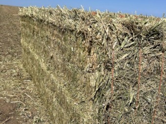 Canola Hay 650kg 8x4x3   (New Season 2024)